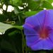 20070720_yamaguchitrip_0241